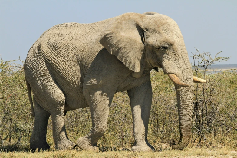 an elephant stands in the grass and bushes