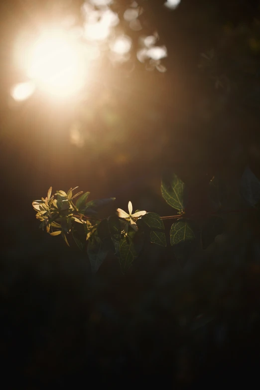 the sun's rays shine brightly behind some leaves