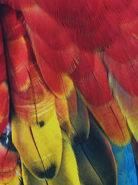 a closeup of a bright colored bird's feathers