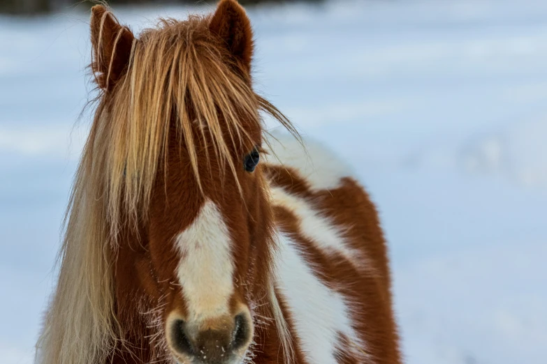 a brown and white horse with a long mane