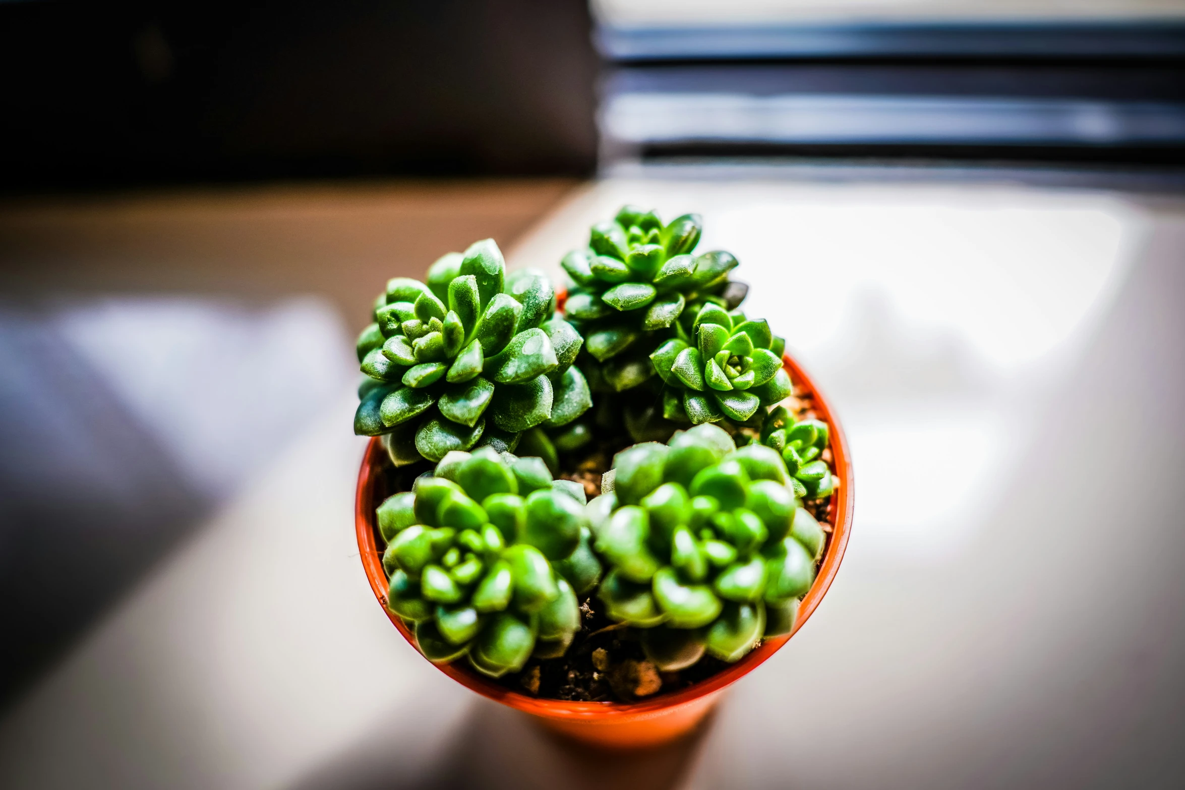 the green flowers have been placed in a brown bowl