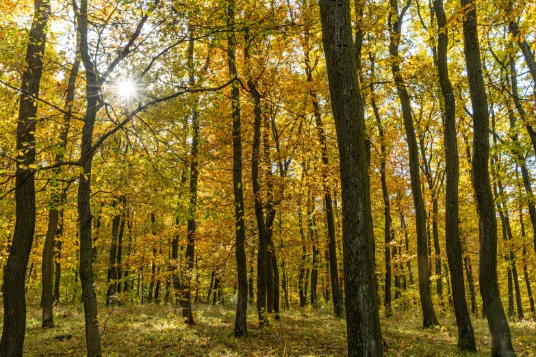 there is a picture of the sun through the trees