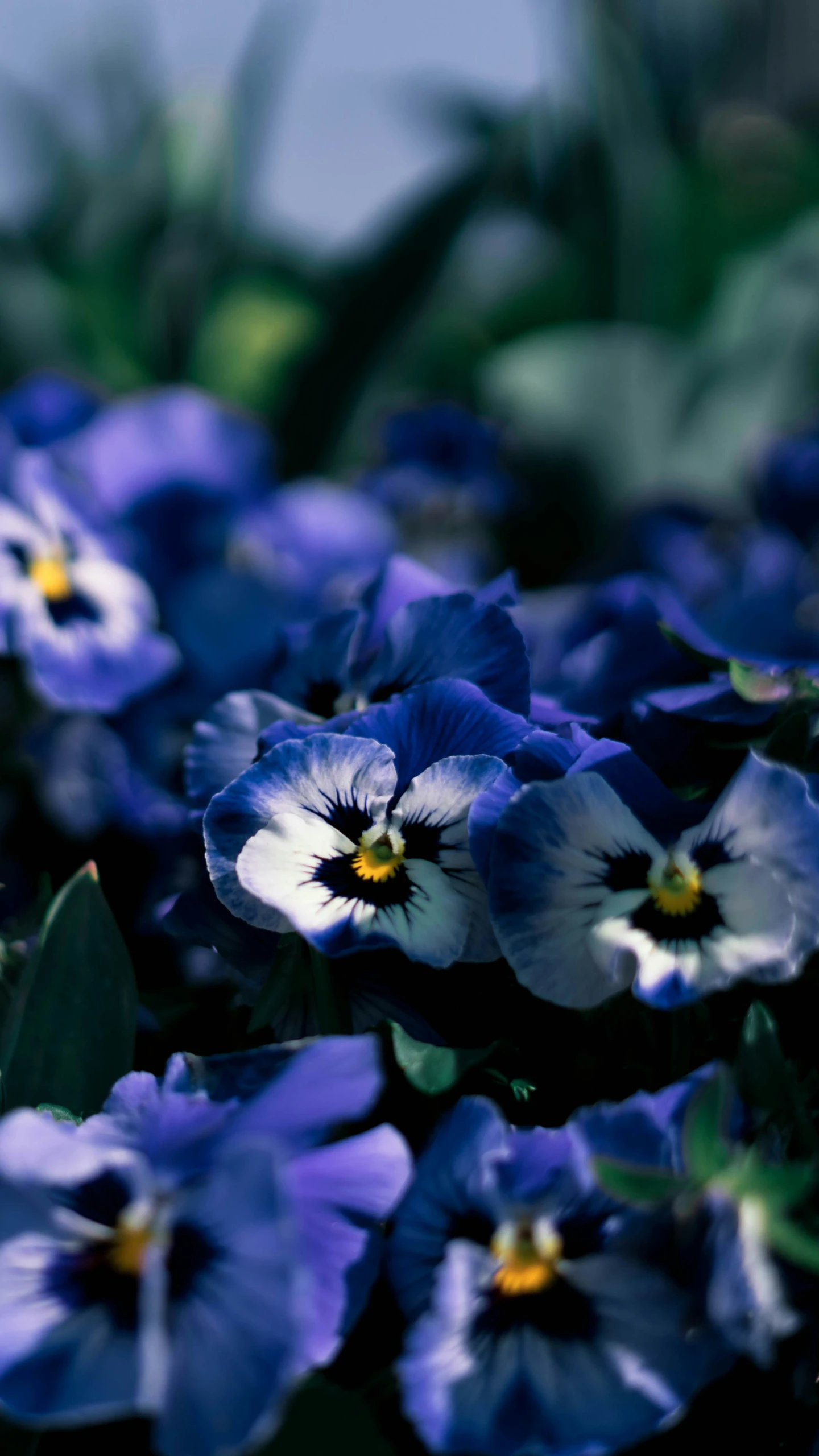 many blue flowers with green leaves in them