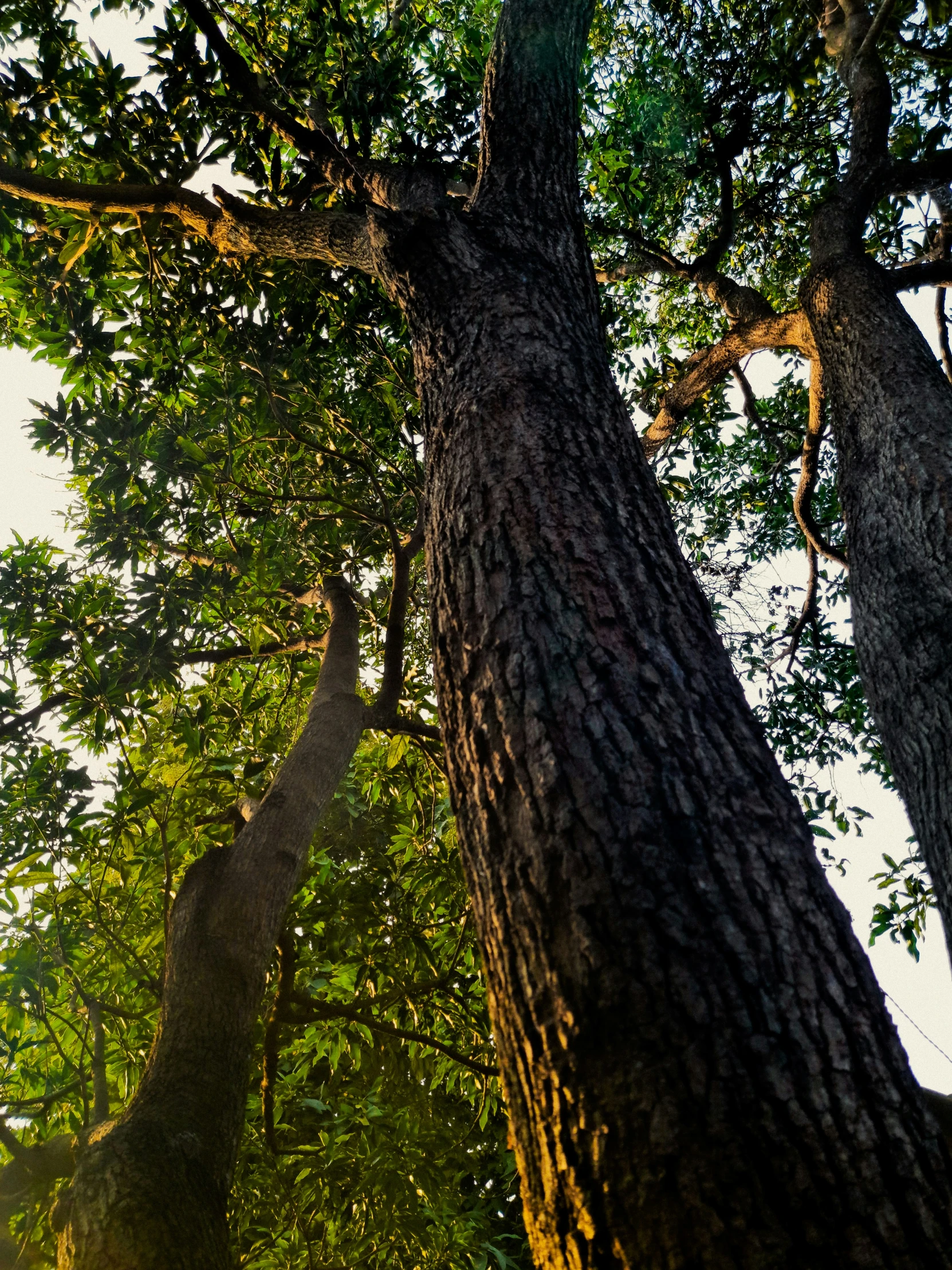 the tall trees have grown over the rest of them