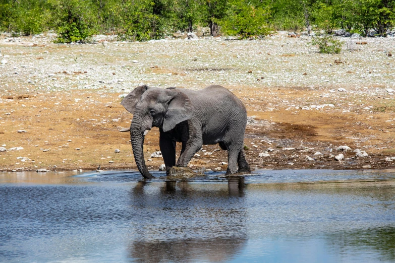an elephant walking through water in front of brush