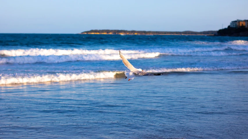 the bird is flying over the water at the beach