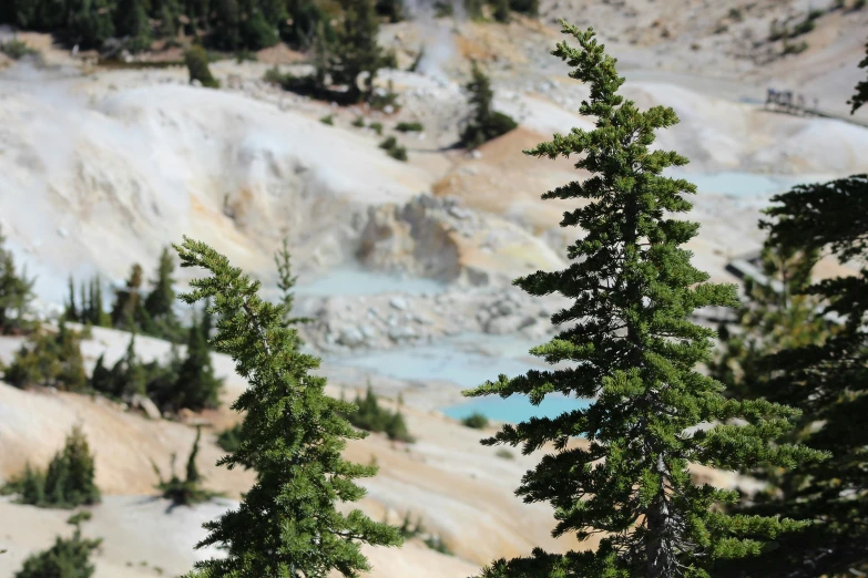 two pine trees, one of which is turning green, stand next to the water