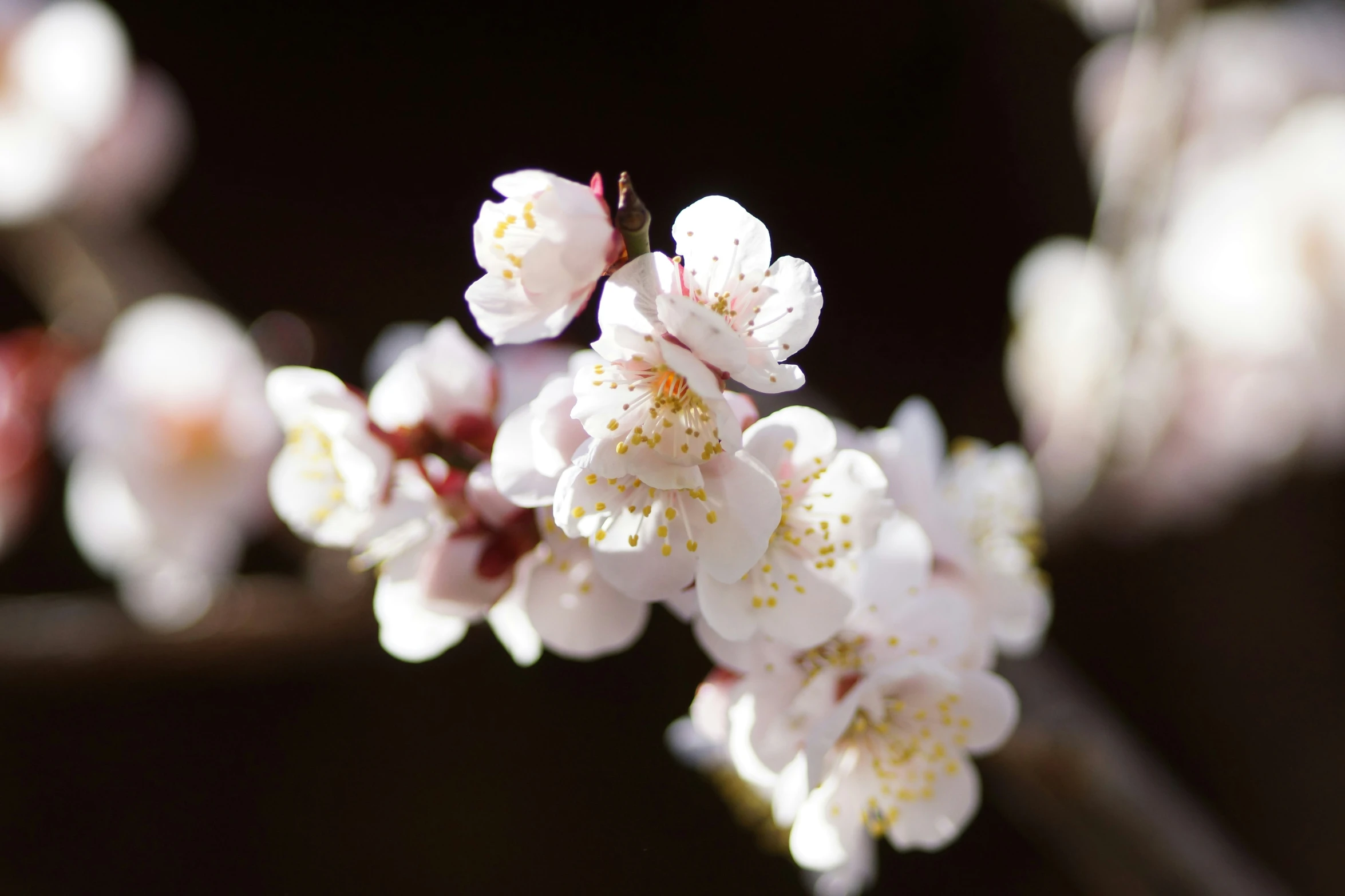 a picture of some white flowers on a tree