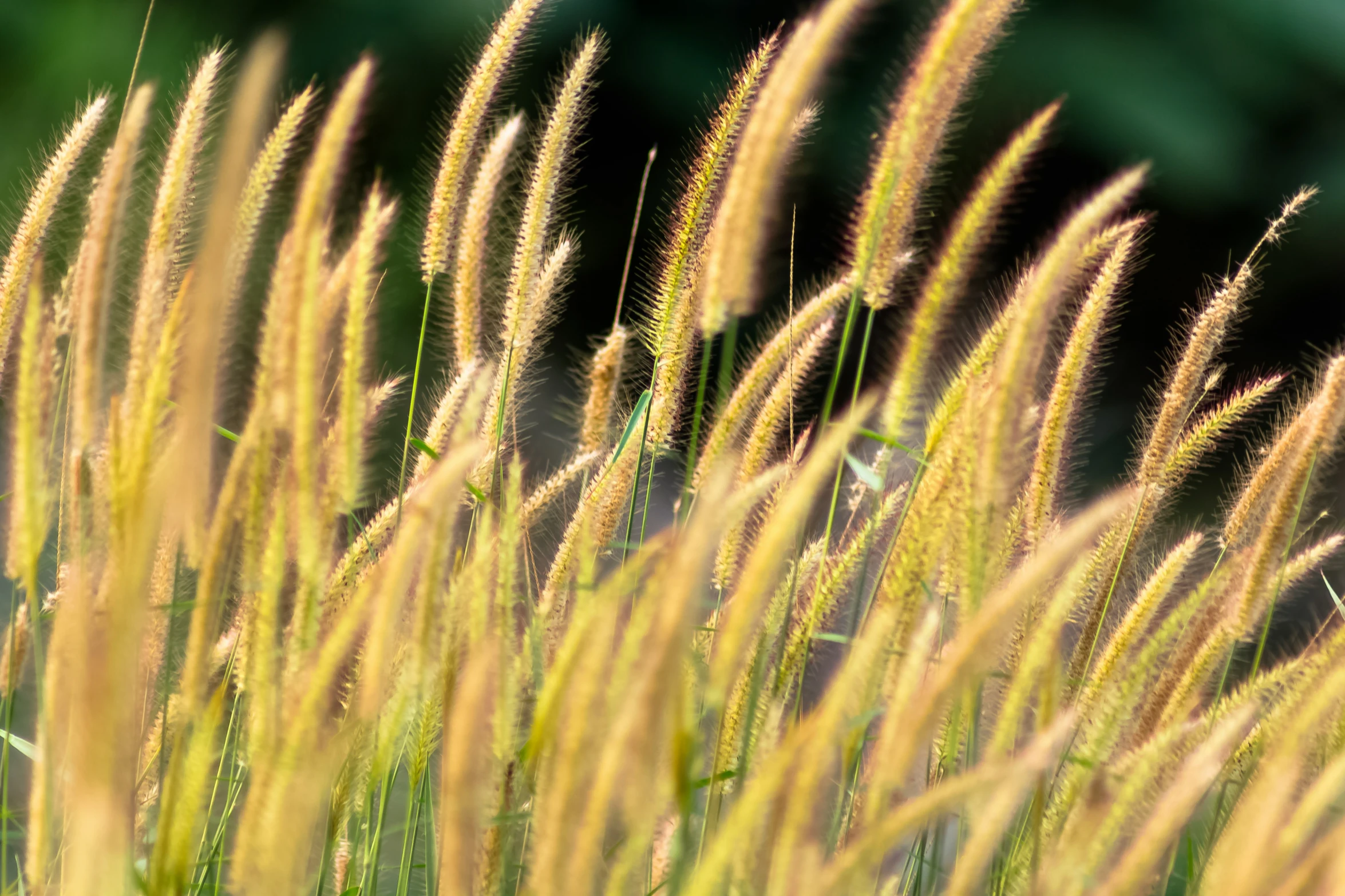 a bunch of long - grass in the wind