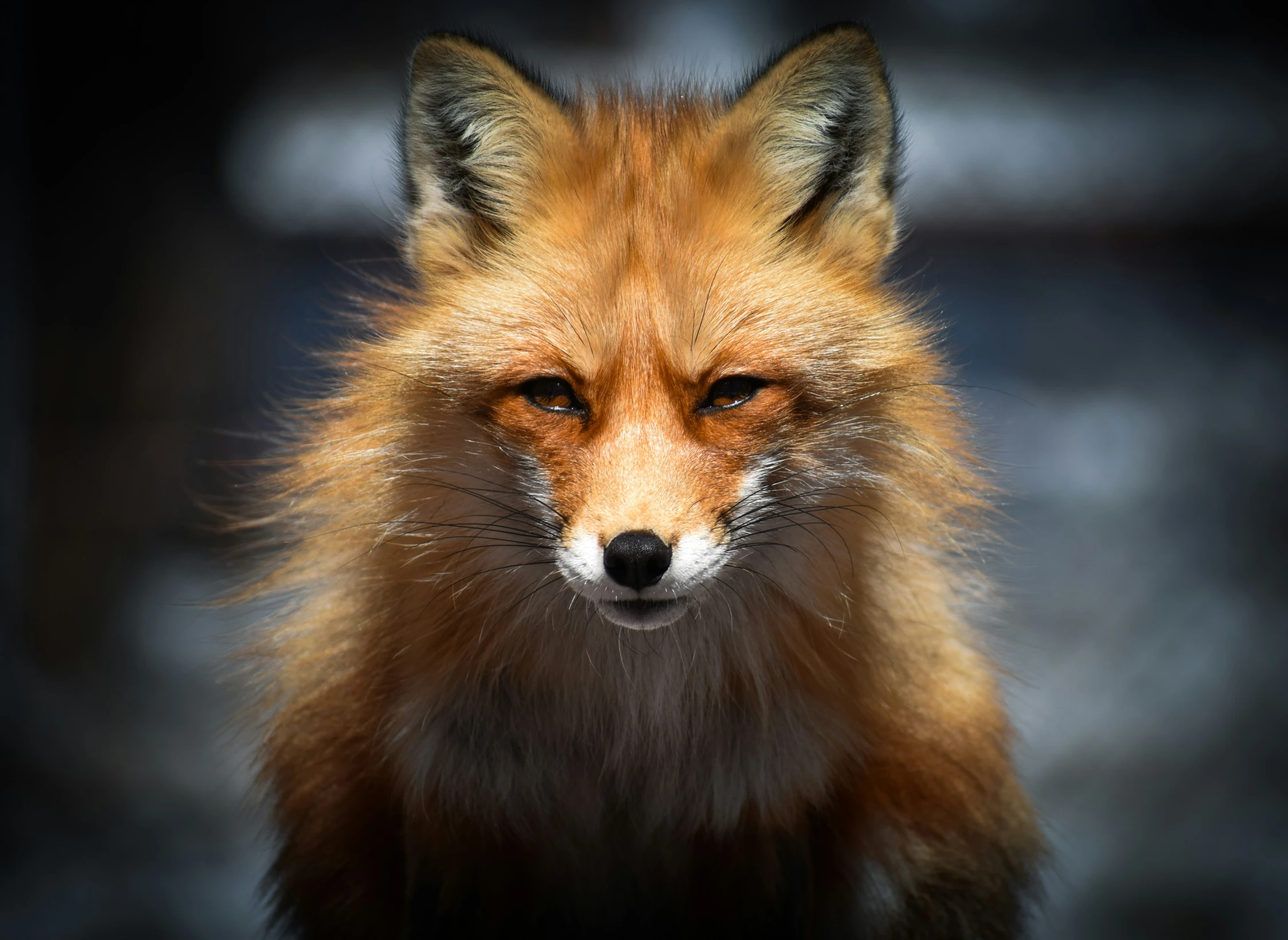 the fox stares into the camera lens