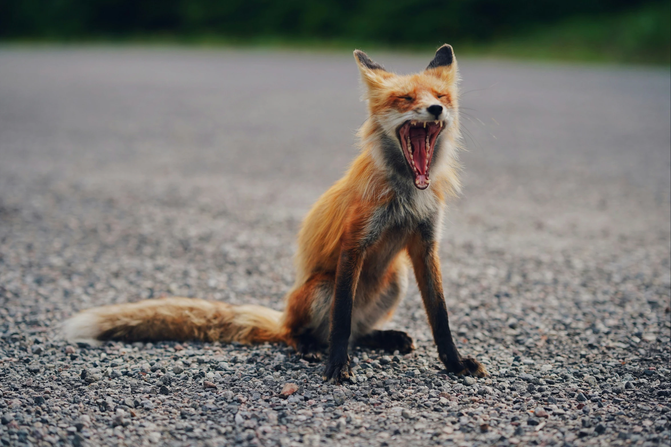 a small brown fox sitting on top of a gravel road