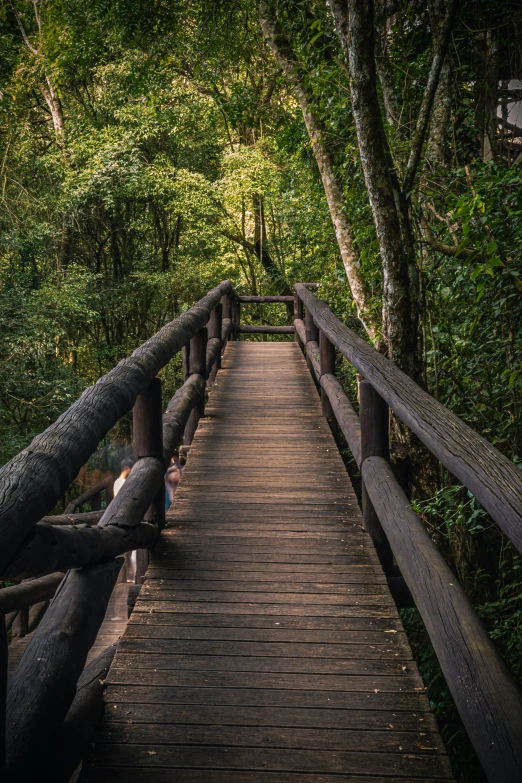 a narrow path through a forest, with lots of trees