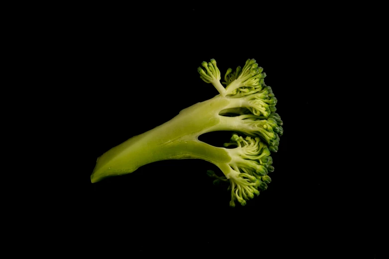 a piece of broccoli is shown against the black background