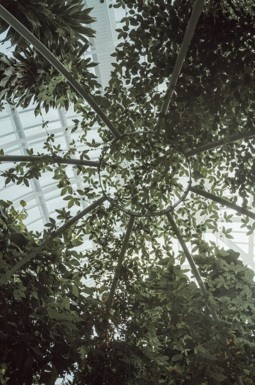 tree's leaves are reaching upward to the sky