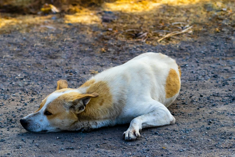 a very cute small dog laying in the dirt