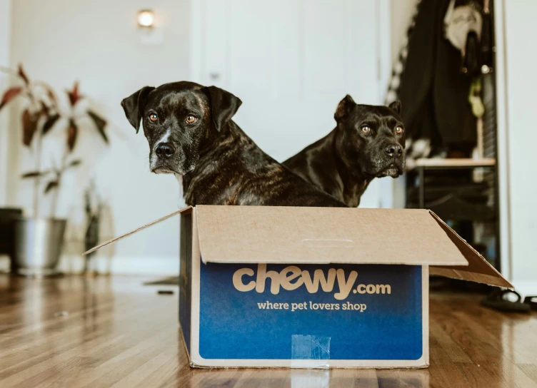 two dogs are standing in a box on the floor