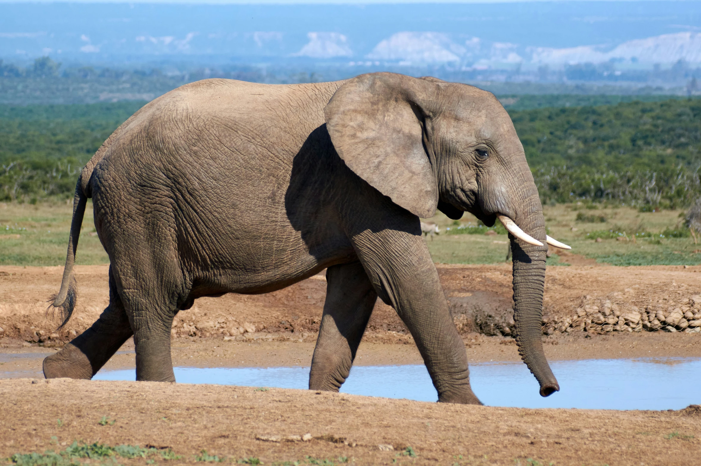 an elephant walking in the dirt and drinking water