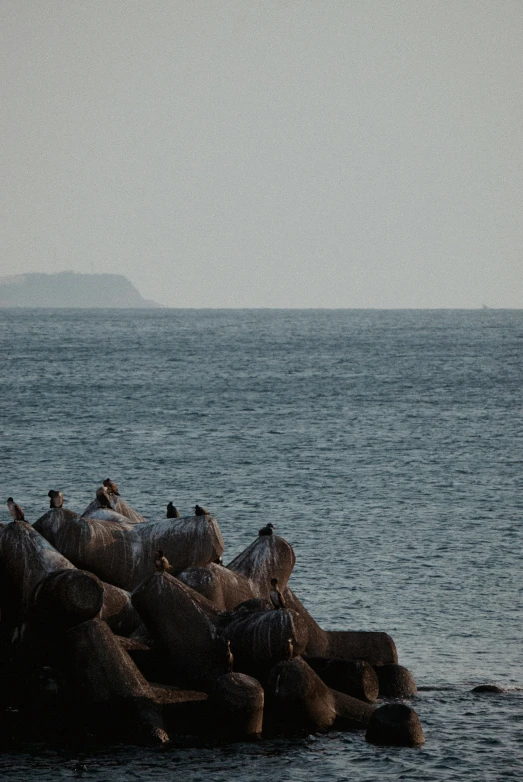 a flock of birds sitting on the rock in the ocean