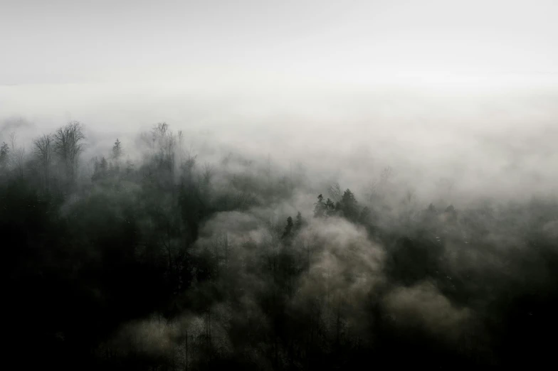 a forest filled with trees covered in fog