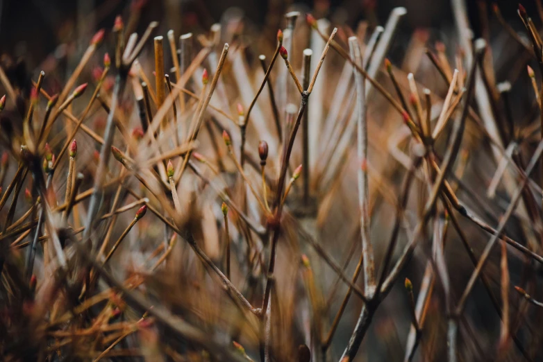 weeds with little buds on them, one flower in the middle