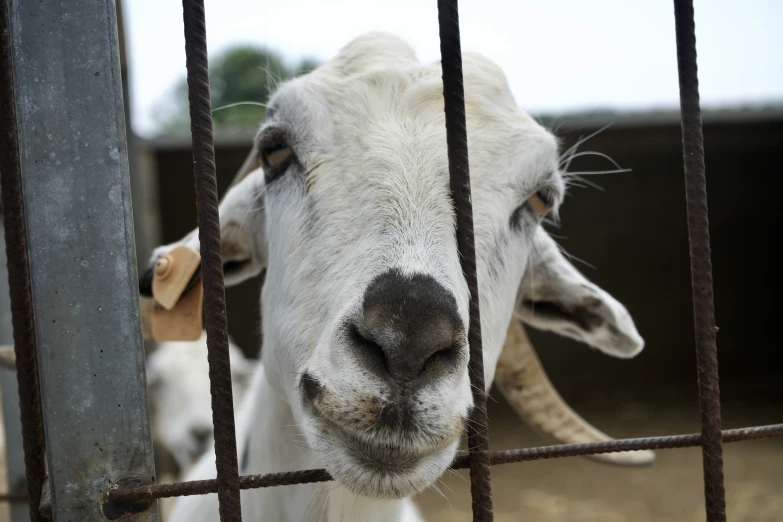 a white goat standing next to a metal gate