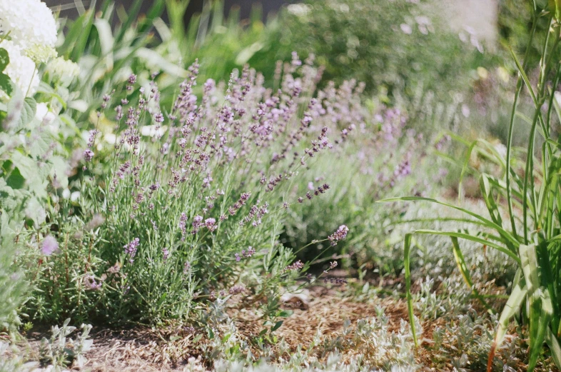 a garden that is very lush and full of purple flowers