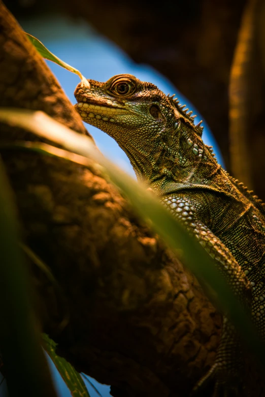 the lizard is standing on the nch of a tree