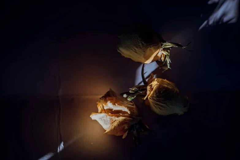 several dried flowers on a table with light