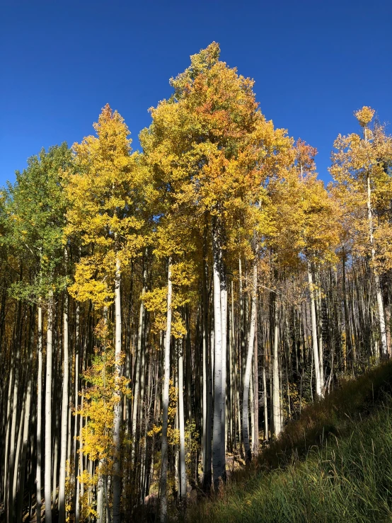 tall trees with yellow leaves stand in the forest