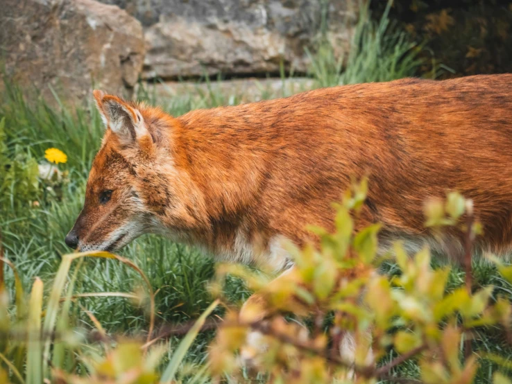 an animal walking in some tall grass