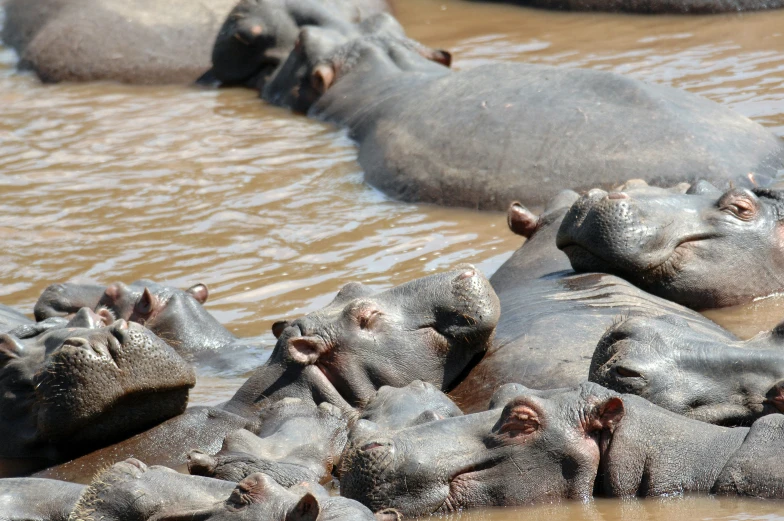 a group of elephants standing in a body of water