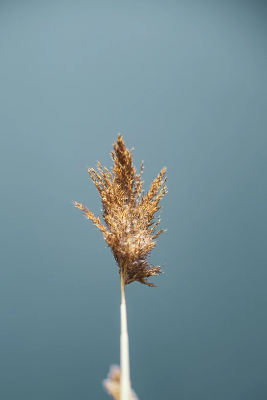 a dried plant with a blue sky background