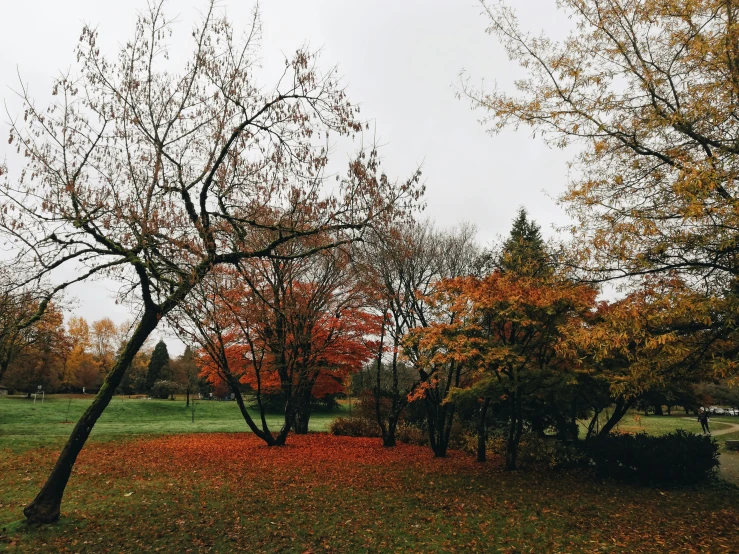 trees with orange leaves on them in an autumn park