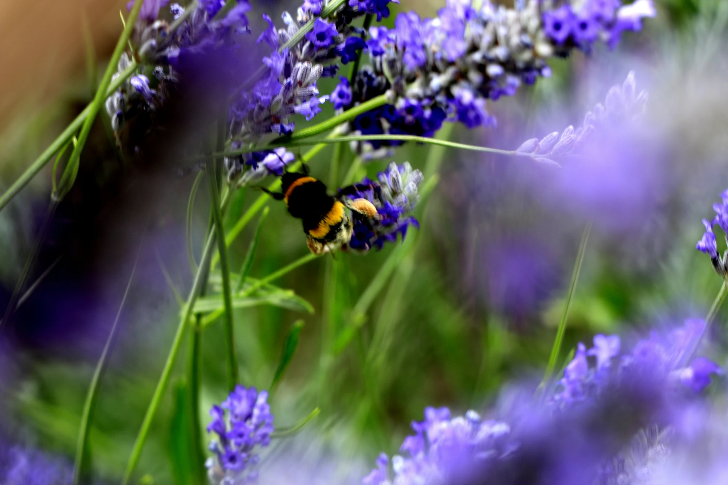 an bum in a field of purple flowers