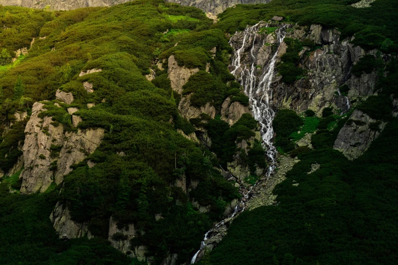 a river flowing through a lush green forest