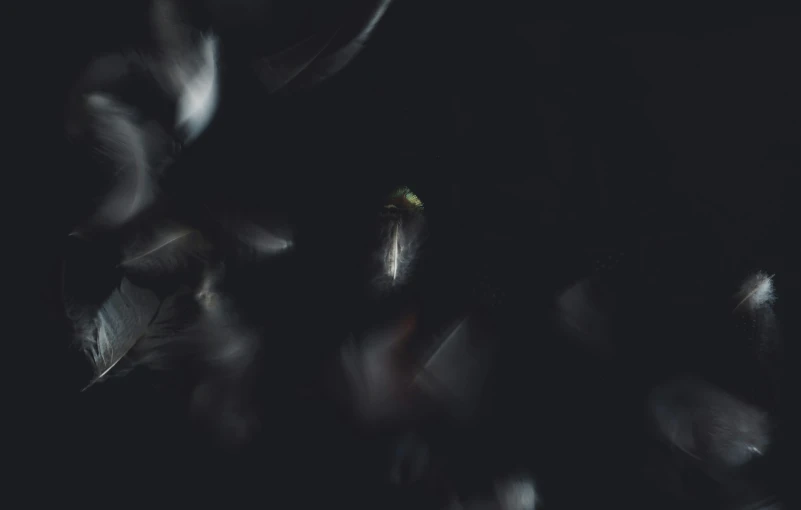 several bird feathers in flight in the dark