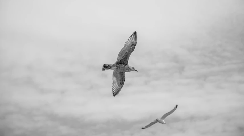 two large birds are flying through the cloudy sky