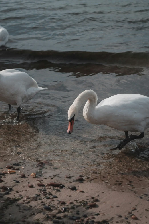 swans are sitting and standing in shallow water