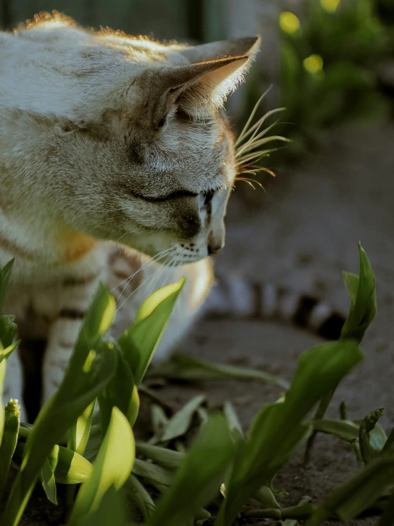 the cat is walking through the green plants