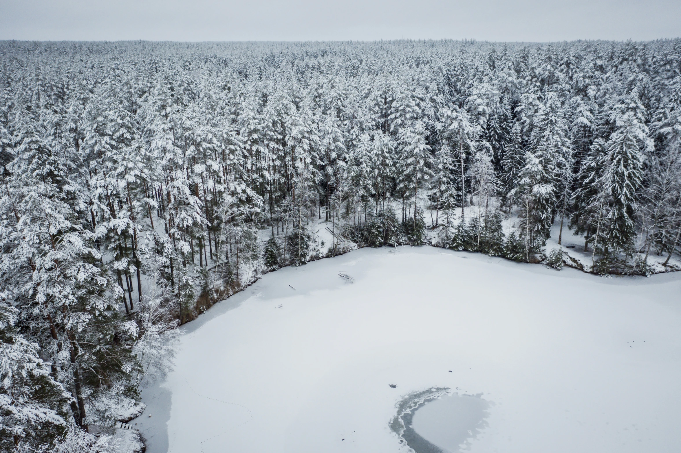 snowy trees and an expansive white field surrounded by snow