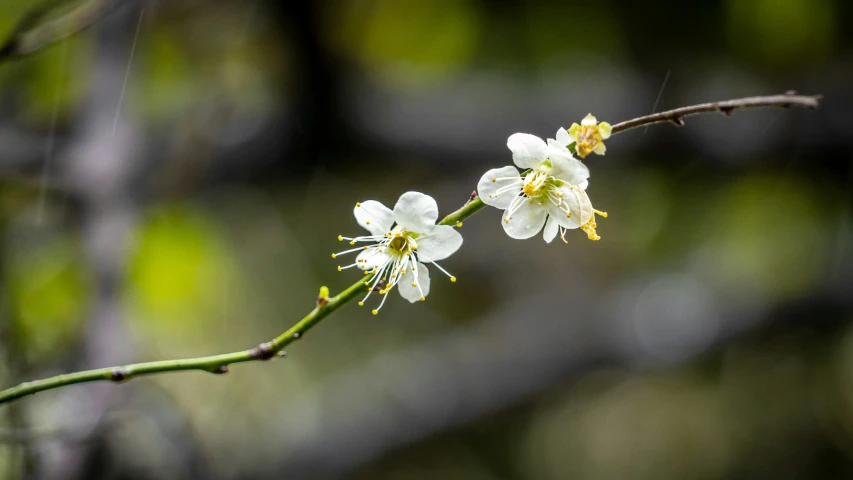 a close - up view of a nch with flowers