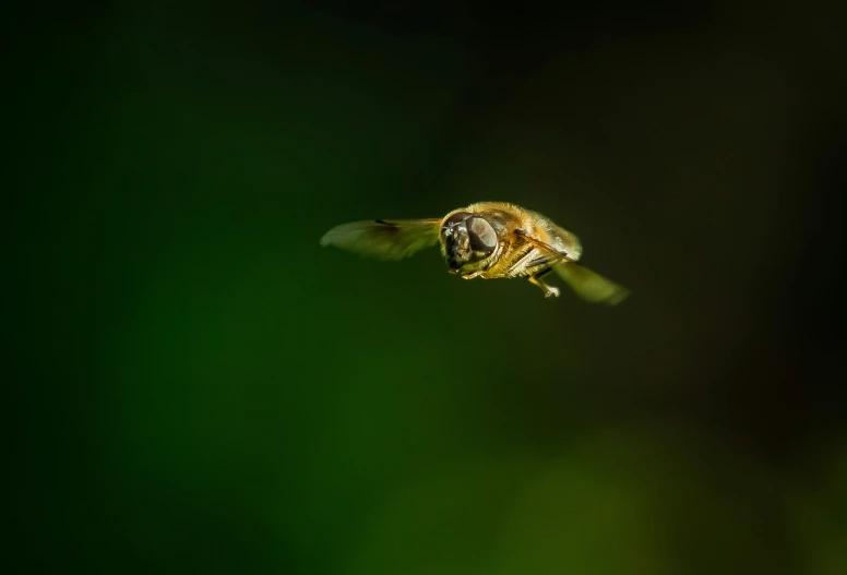 a bee that is in the air flying by itself