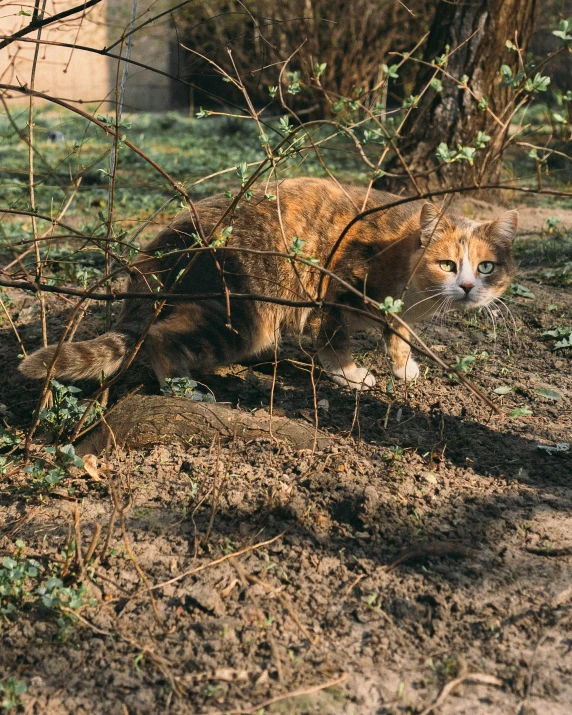 a brown cat sitting on top of a dirt field