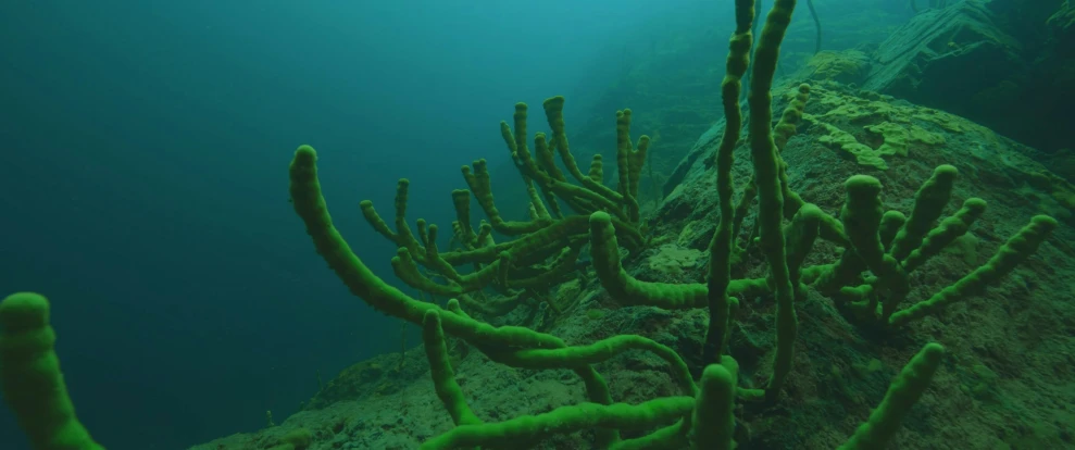 underwater view of a green algae plant growing on the wall