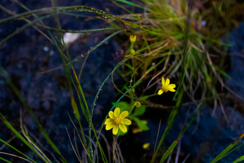 a flower with green stems and yellow flowers