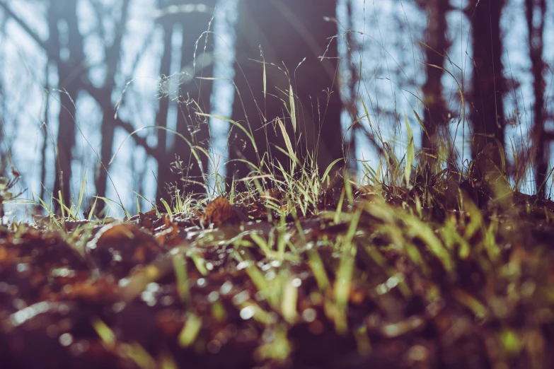 a mossy field in the forest next to trees