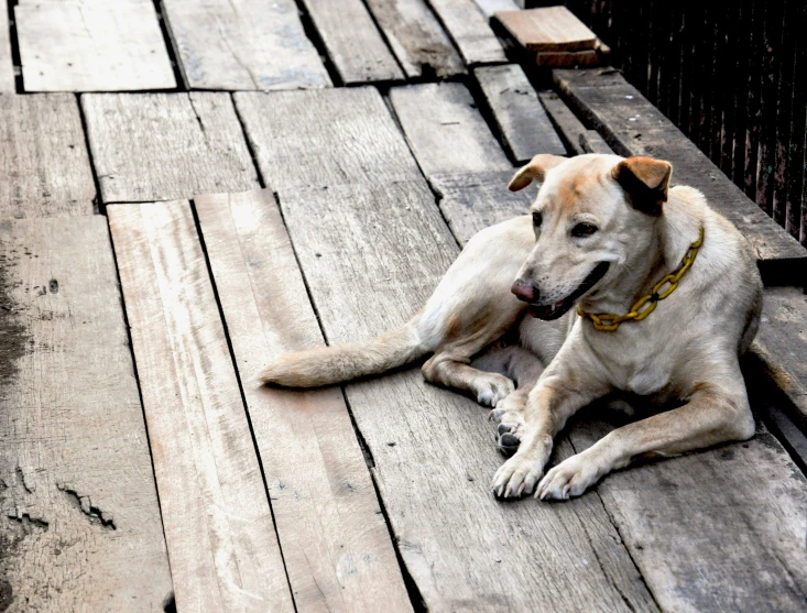 the dog is laying on a wooden deck