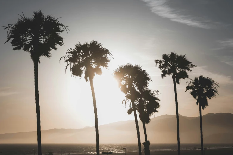 palm trees at sunrise on the beach in silhouette