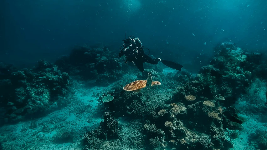 a scuba diver taking pictures of the sea turtles
