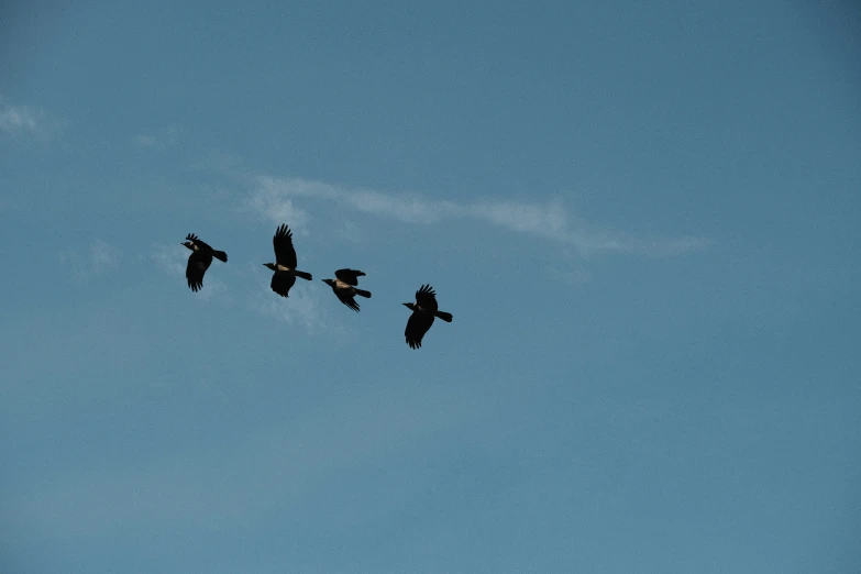 a group of birds are flying in the sky